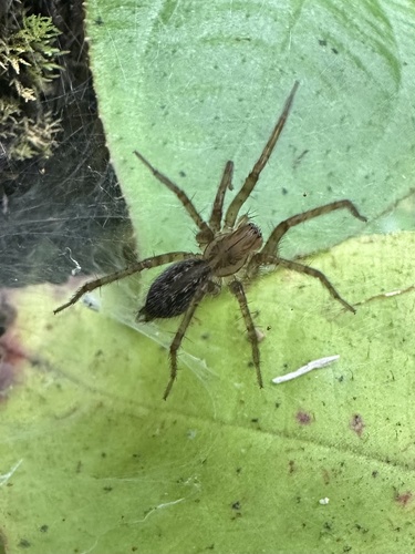 Coelotes oshimaensis