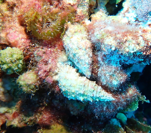Cerithium observed 2024-03-22