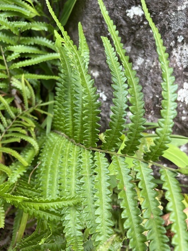 Dryopteris glabra observed 2024-03-23