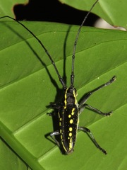 Taeniotes orbignyi