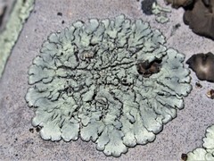 Xanthoparmelia lineola