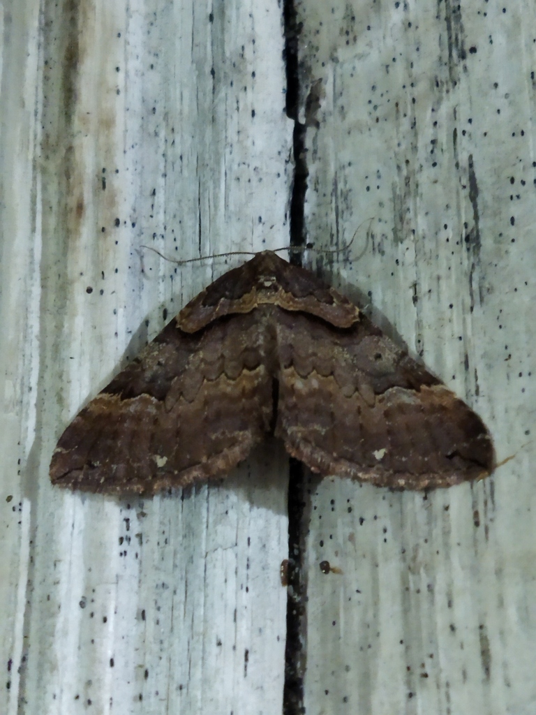 Anticlea badiata