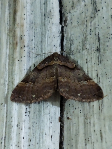 Anticlea badiata