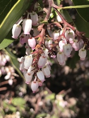 Arctostaphylos patula