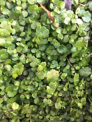 Hydrocotyle microphylla