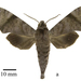 Acosmeryx akanshi - Photo (c) 
Sphingidae Museum, Pribram,  זכויות יוצרים חלקיות (CC BY)