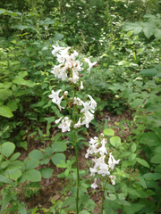 Penstemon tubaeflorus