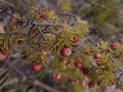 Image of Spreading Pinkberry (Leptecophylla divaricata) by (c) ttsquid, some rights reserved (CC BY)