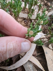 Centipeda cunninghamii