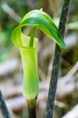 Arisaema triphyllum