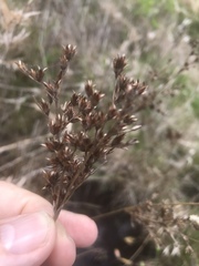 Juncus trigonocarpus