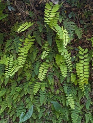 Adiantum philippense image