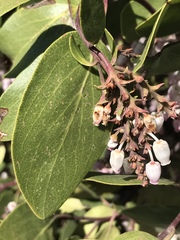 Arctostaphylos patula