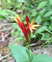 Spigelia marilandica