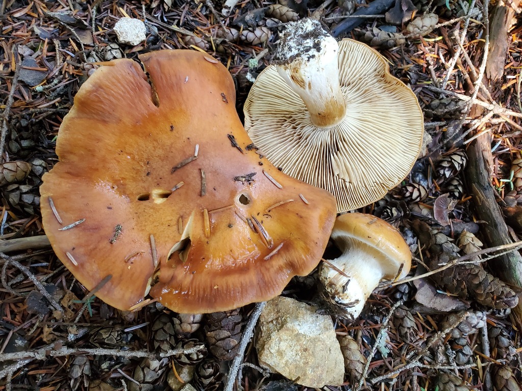 Thaxterogaster rufoallutus