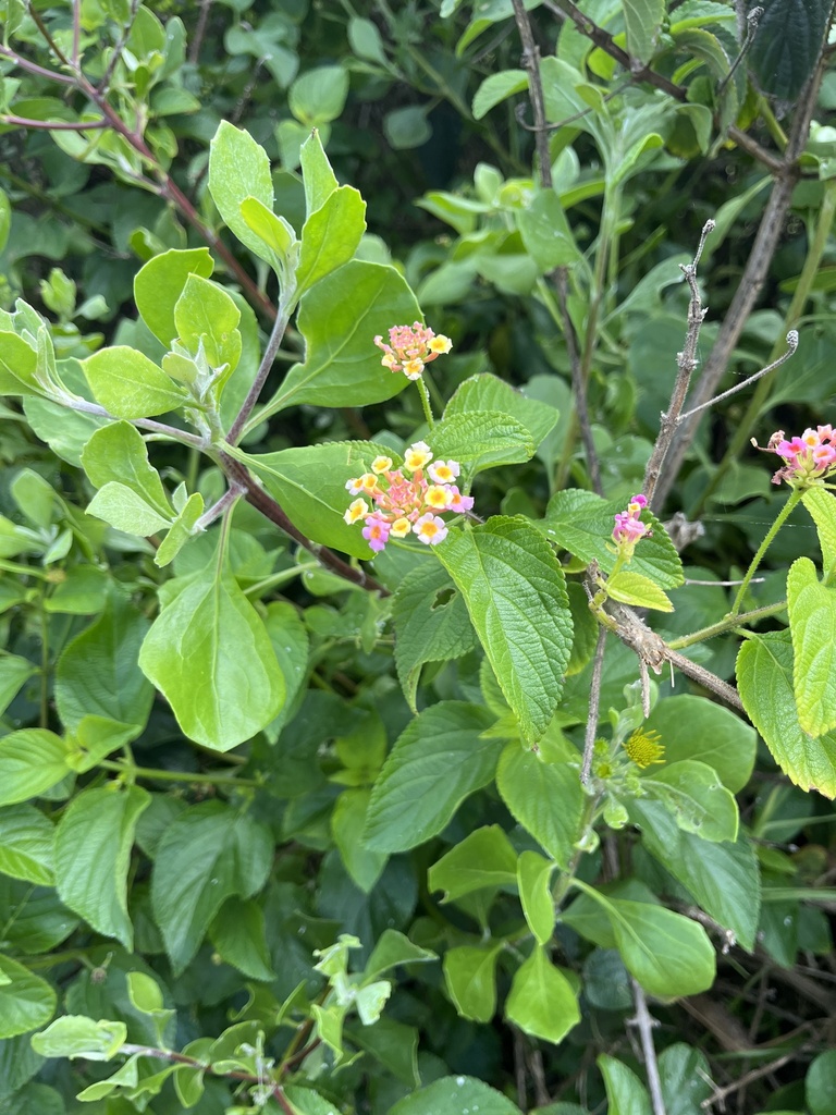 common lantana from Shell Cove, NSW, AU on March 22, 2024 at 12:45 PM ...