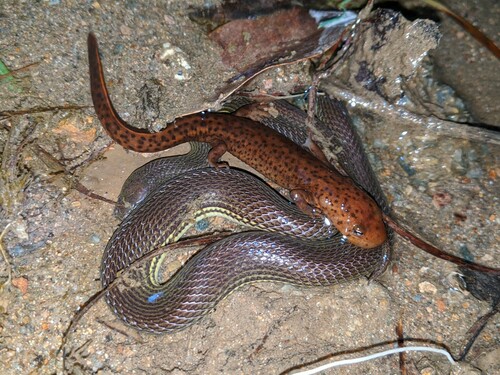 Photo of a Sichuan Mountain Keelback (Opisthotropis latouchii)