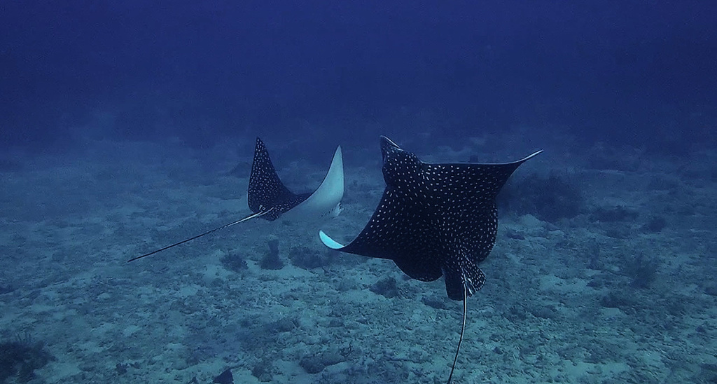 Spotted eagle ray