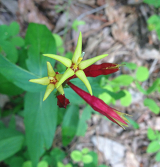 Spigelia marilandica