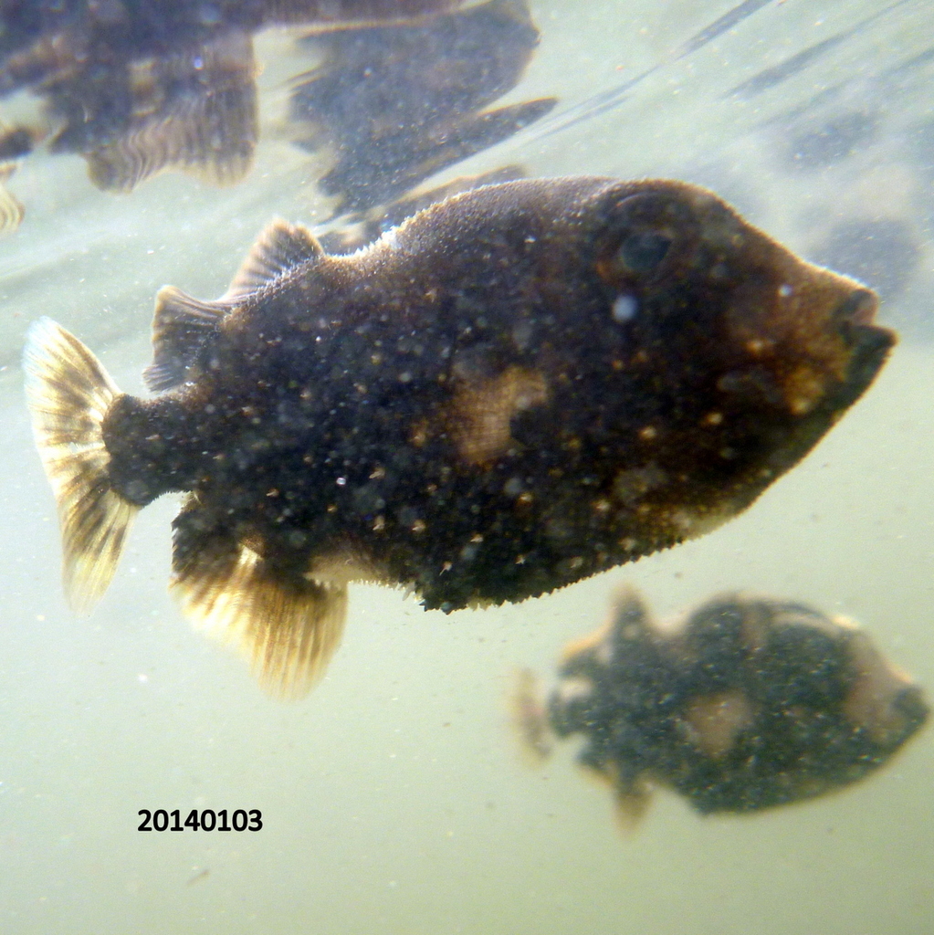 Filefishes from Cairns QLD, Australia on January 3, 2014 at 05:37 PM by ...