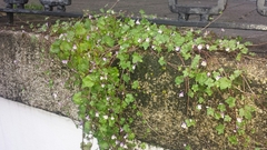 Cymbalaria muralis