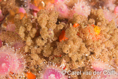 Menipea crispa