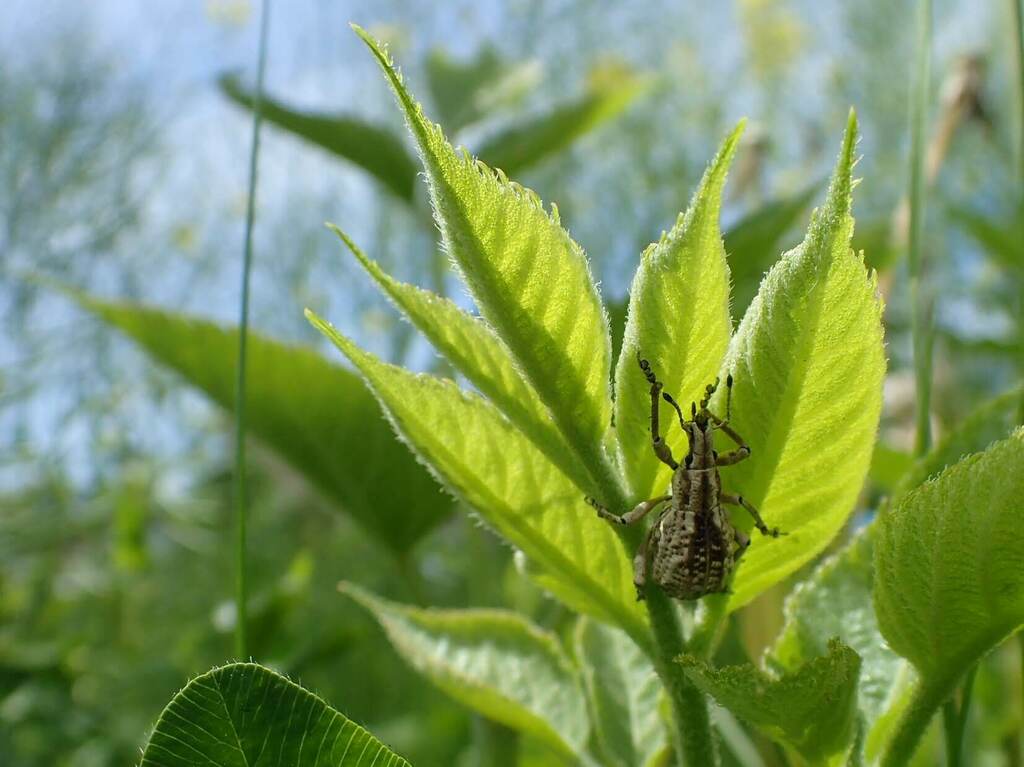 ヒメシロコブゾウムシ