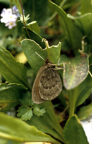 Erebia ocnus