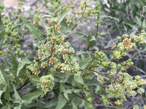 triangle-leaf bursage