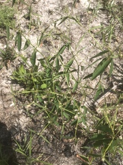 Euphorbia curtisii