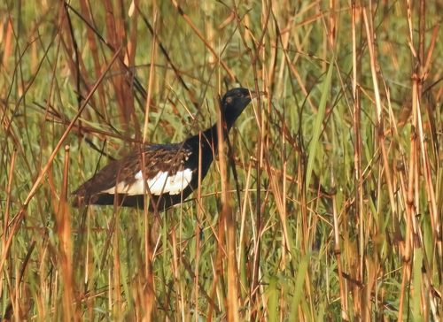 Houbaropsis bengalensis