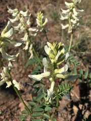 Astragalus praelongus