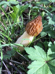 Morchella punctipes