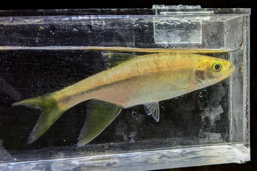 Predaceous chub (Parazacco spilurus) — Cyprinidae — 5