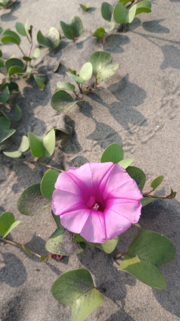 Beach Morning Glory from Koduru, Andhra Pradesh, India on March 24 ...