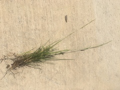 Limnodea arkansana