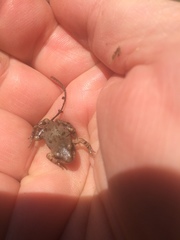 Pseudacris streckeri