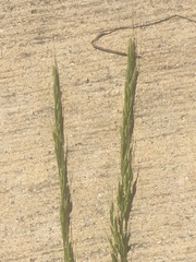 Limnodea arkansana