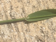 Limnodea arkansana