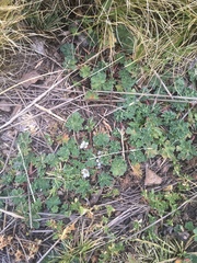 Geranium sessiliflorum