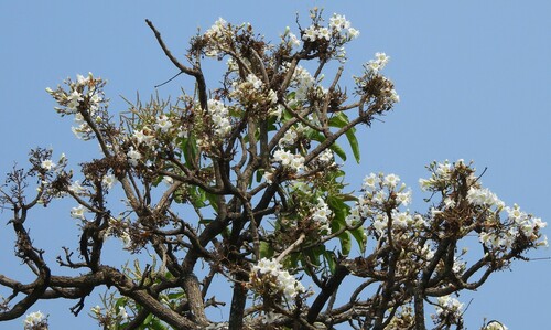 Foto de Boneca-da-China