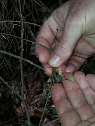 Image of Clematis afoliata by (c) naturewatchwidow, some rights reserved (CC BY)