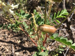 Astragalus praelongus