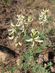 Astragalus praelongus