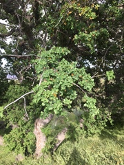 Quercus × alvordiana