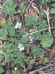 Geranium sessiliflorum