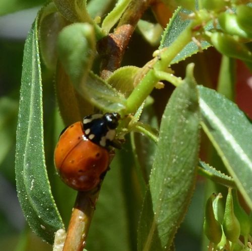 iNaturalist observation photo of Flying Saucer Lady Beetle