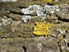Candelariella medians