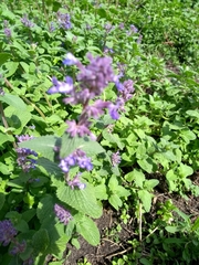 Nepeta × faassenii