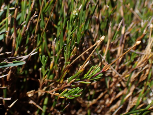 Scleranthus singuliflorus observed 2024-03-21